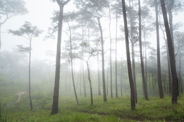 Nature fog in pine tree forest. Phu Soi Dao National Park, Thailand