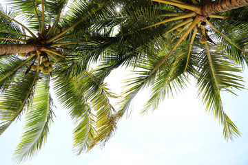 Fototapeta na wymiar Coconut In tropical countries summer