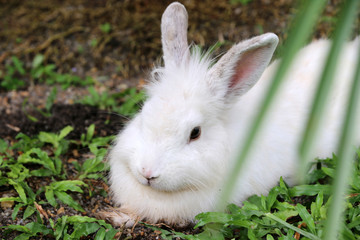 White Rabbit in the garden