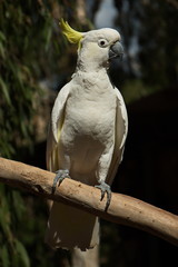 Gelbhaubenkakadu