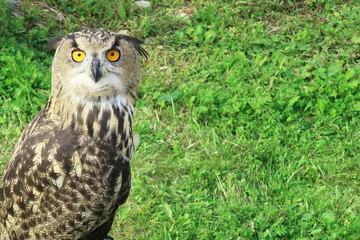 beautiful owl