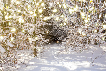 Sunset in a german winter forest and snowfall.