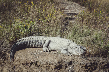 Alligator du Mississipi