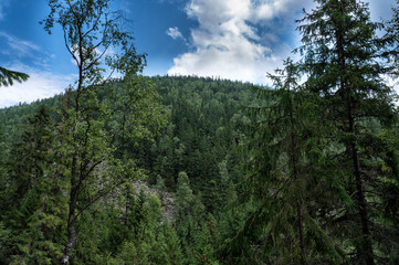 Evergreen forests covering the Carpathian mountains