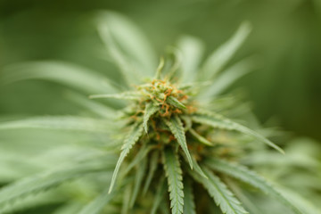 Detail of Marijuana Flower with Long Leaves