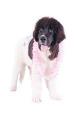 puppy landseer in front of white background