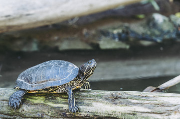 Tortue de Floride
