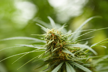 Cannabis or marihuana or marijuana plants grow.