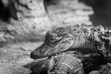 Alligator du Mississipi