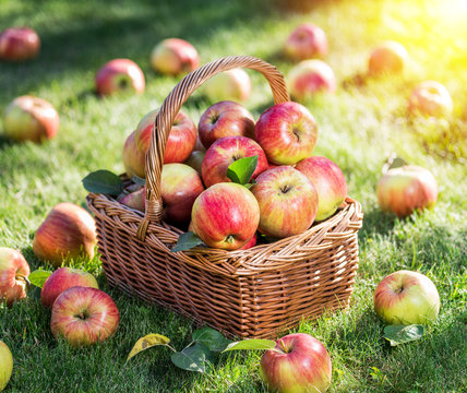 Apple harvest. Ripe red apples in the basket on the green grass.