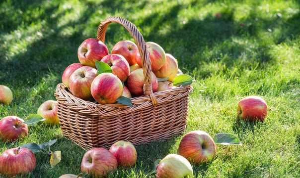 Apple harvest. Ripe red apples in the basket on the green grass.