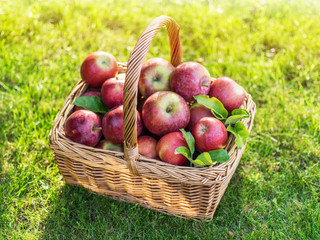 Apple harvest. Ripe red apples in the basket on the green grass.