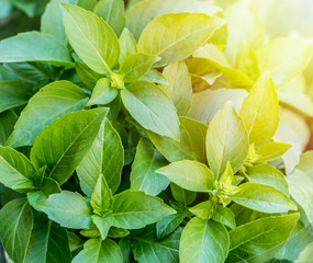 Green basil herbs. Large bunch of basil close-up.