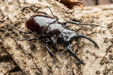 Male stag beetle on the wooden background.