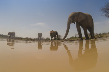 Fototapeta na wymiar African Elephants drink at river