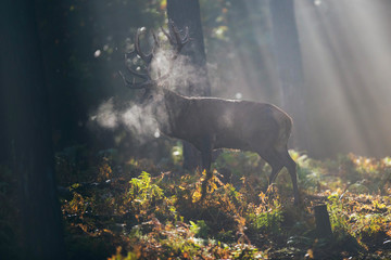 Fototapeta premium Jeleń jelenia (cervus elaphus) między paprociami w mglistym lesie jesienią.