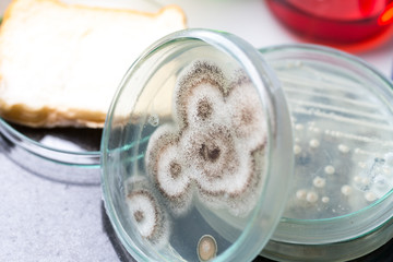 Asperillus niger in petri dish, Microbiology for education in laboratories.