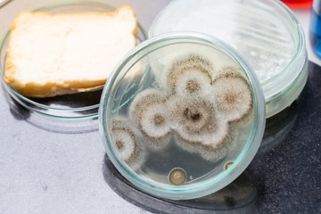 Asperillus niger in petri dish, Microbiology for education in laboratories.
