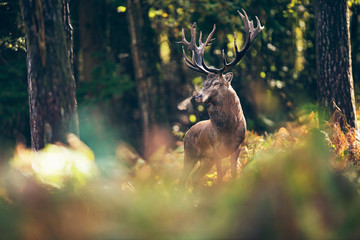Red deer stag (cervus elaphus) between ferns in fall forest. - obrazy, fototapety, plakaty