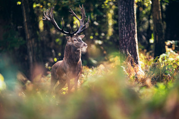 Fototapeta premium Jeleń Jeleń (cervus elaphus) między paprociami w jesiennym lesie.