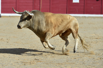 bull