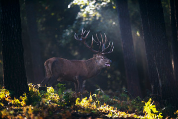 Fototapeta premium Bellowing red deer stag (cervus elaphus) in misty autumn forest.
