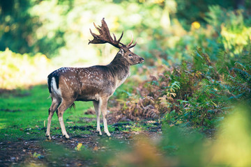 Fallow deer buck (dama dama) on path in forest.