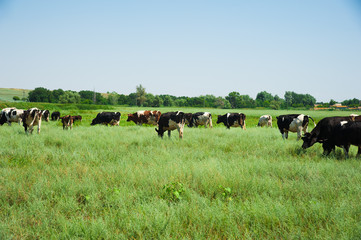 Herd of cows grazing