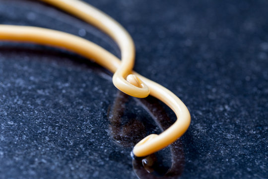 Ascariasis is a disease caused by the parasitic roundworm Ascaris lumbricoides for education in laboratories.