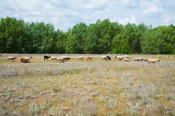 Fototapeta na wymiar Flock of sheep on the meadow