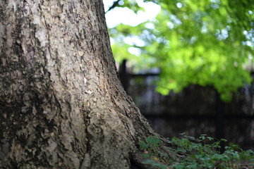 新宿御苑の遊歩道