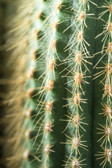 Cactus close-up. Home indoor plants with thorns. A succulent