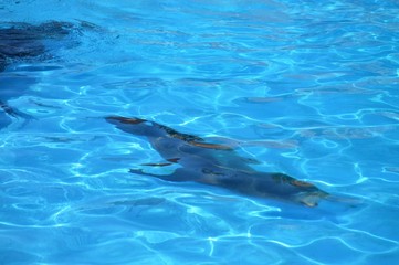 Parque Natural Cabarceno Cantabria Espa&ntilde;a
