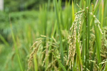 Paddy green rice field 