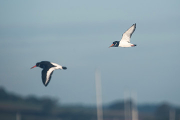 Eurasian Oystercatcher, Haematopus ostralegus
