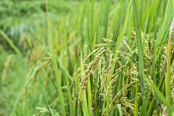 Paddy green rice field 