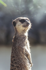 Suricate