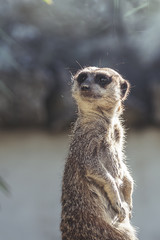 Fototapeta premium Suricate qui guette