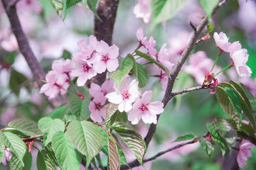 Flowers of cherry / apple tree on the background of foliage/2