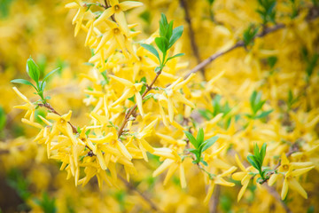 Flowering yellow Forsythia