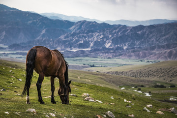 Fototapeta na wymiar Kyrgyz horse