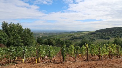 Fototapeta na wymiar Mâcon wine-growing region