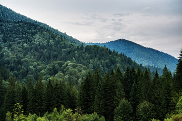 Fototapeta premium top of Carpathian Mountains