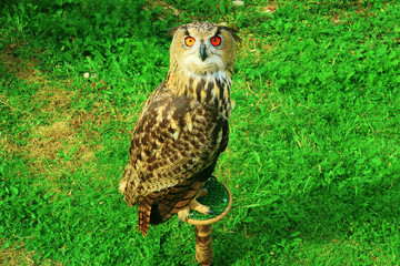 large owl