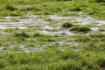 Fototapeta na wymiar überflutete Wiese, Wasserpfützen