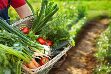 Farmer holding basket with mixed vegetables - obrazy, fototapety, plakaty