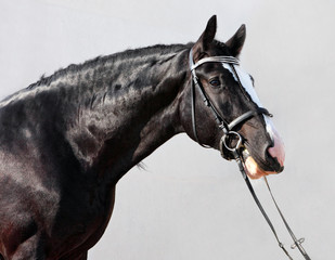 Fototapeta premium Shire horses are prepared for Agricultural show