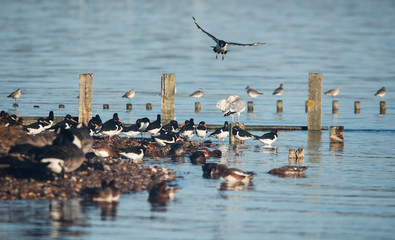 Eurasian Oystercatcher, Haematopus ostralegus