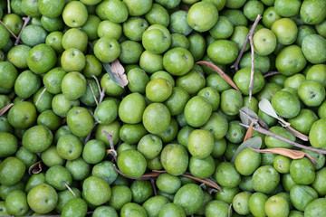 Olive di Sardegna