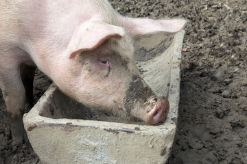Freilandschwein am Futtertrog